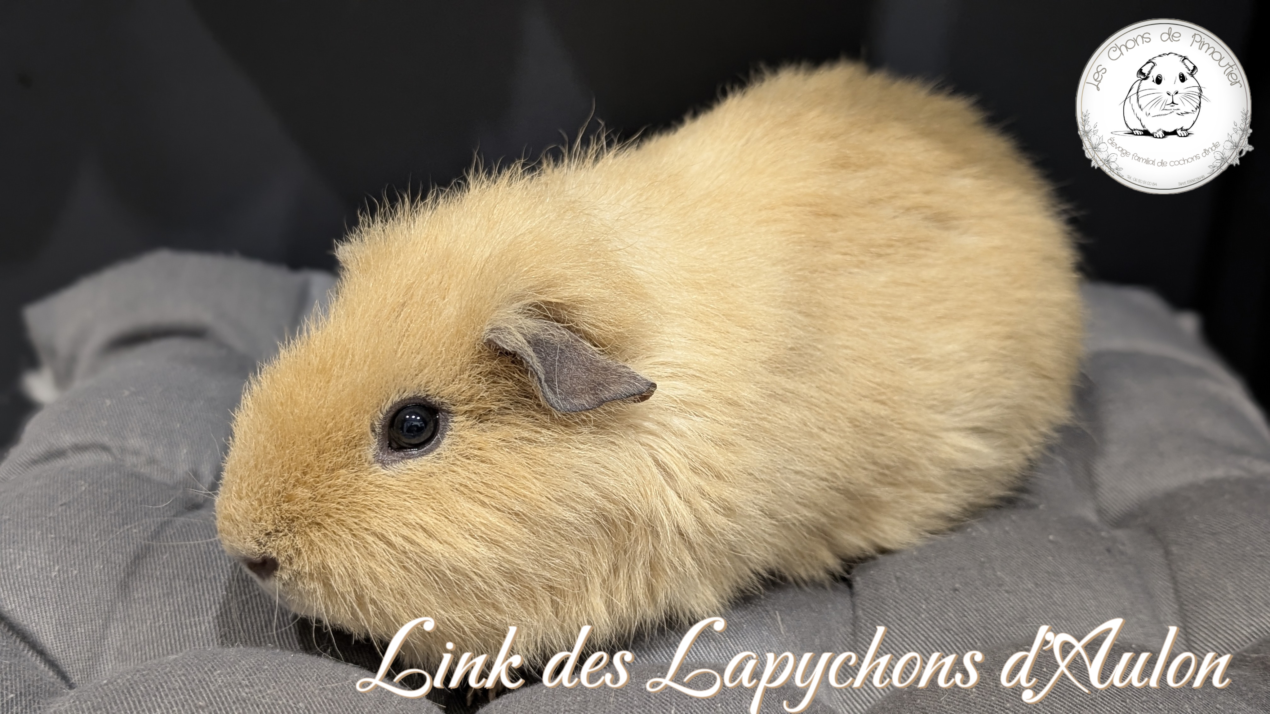 Photo de Link Des Lapychons d'Aulon